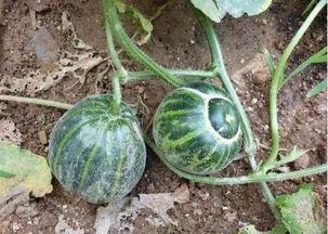 农村大爷吃红瓜,一段田园生活的甜蜜回忆