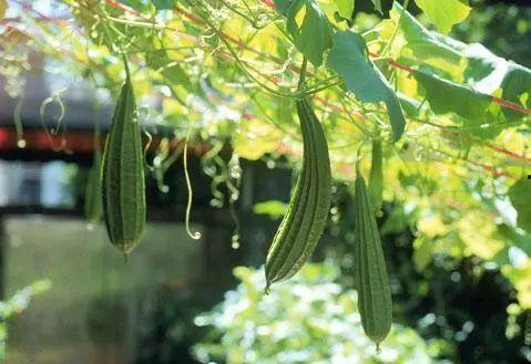 紫发头吃瓜,揭秘娱乐圈幕后故事