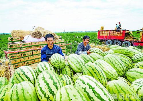 昌吉阜康吃瓜视频,揭秘当地美食文化盛宴