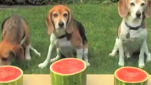 狗吃瓜照片,萌态十足引网友热议