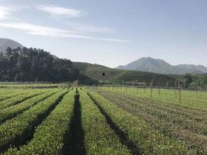 走在吃瓜的路上,品味生活点滴