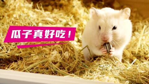 仓鼠吃瓜东西视频,萌宠美食瞬间