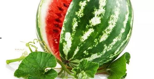 吃瓜大瓜校园瓜qq群,吃瓜大瓜QQ群里的那些事儿