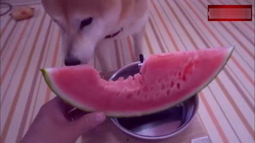 斯文吃瓜搞笑视频