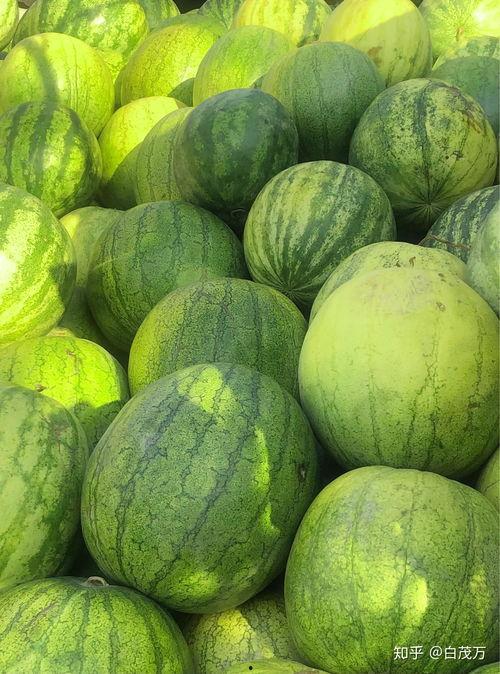 吃瓜为什么不喜欢吃籽瓜,揭秘为何吃瓜族偏爱无籽瓜