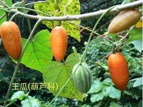 吃角瓜嗓子痒,揭秘食材与不适的微妙关系